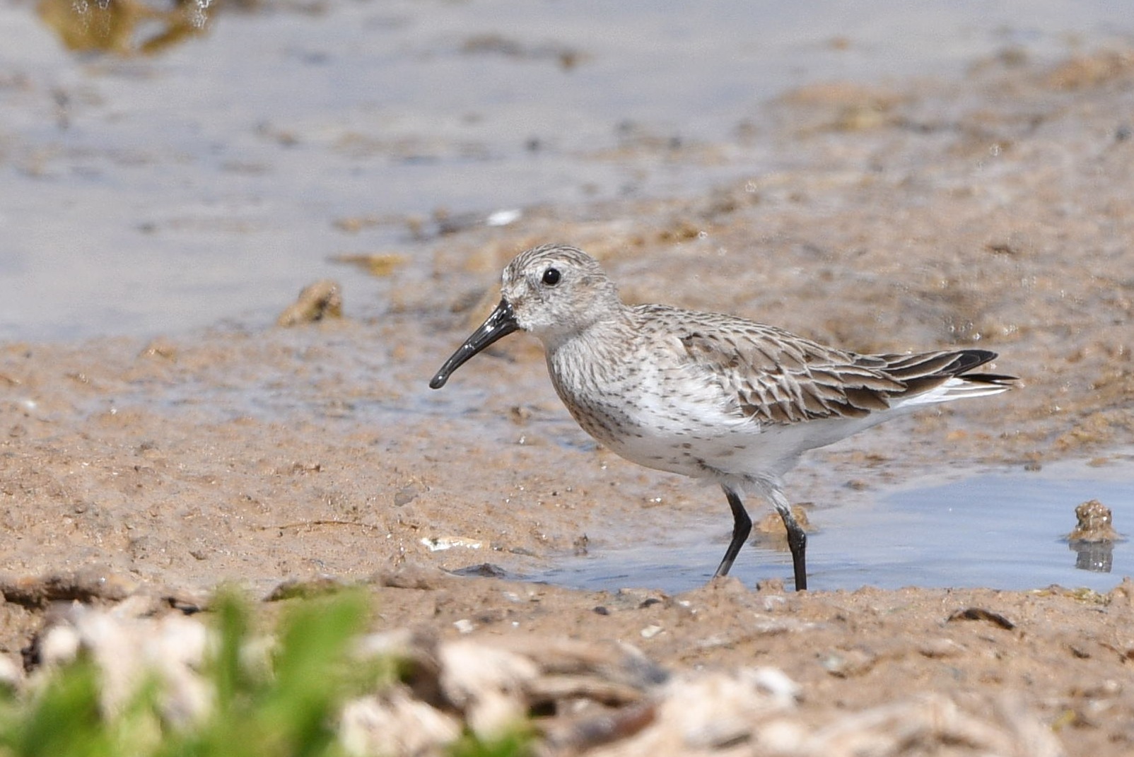 Bonte strandloper (Calidris alpina)